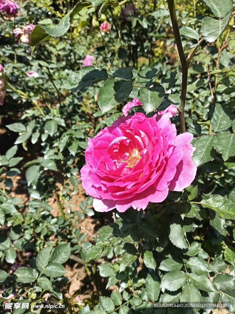 娇艳盛开的粉色月季花