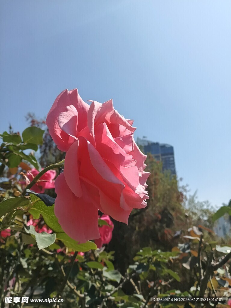 娇艳粉色玫瑰绽放