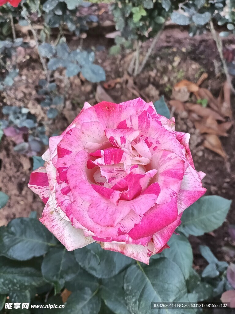 娇艳粉色月季花绽放