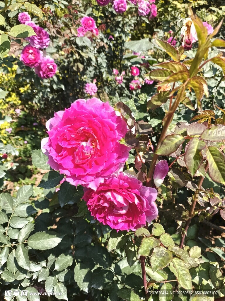 月季花