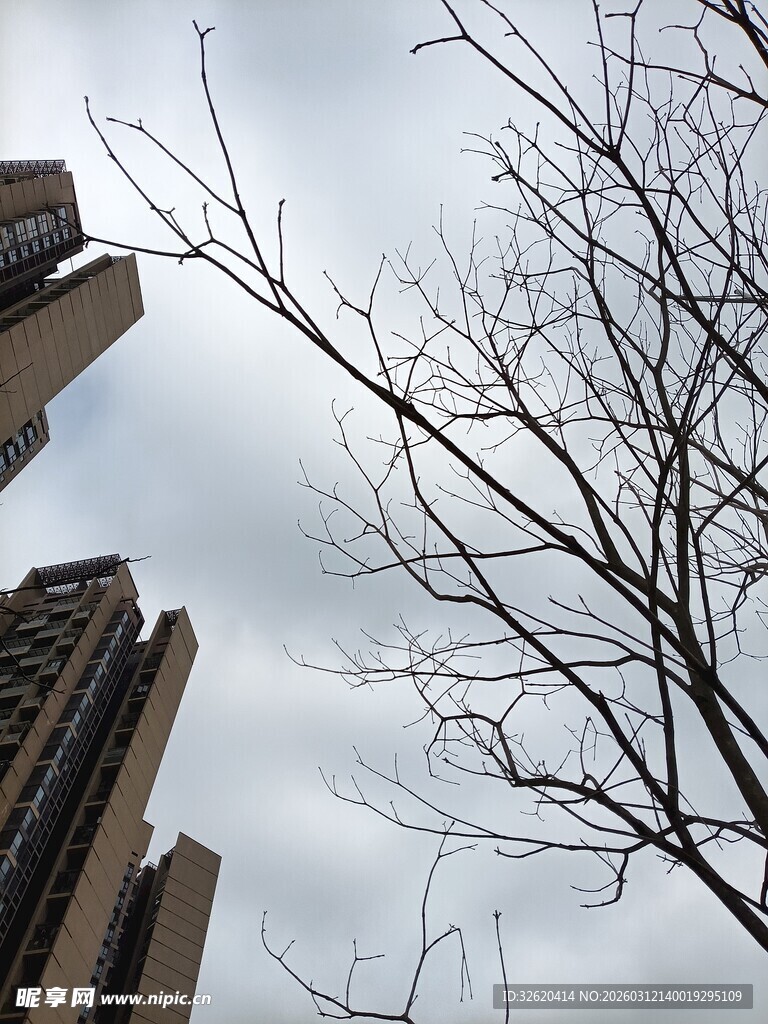 高楼间的光秃树枝