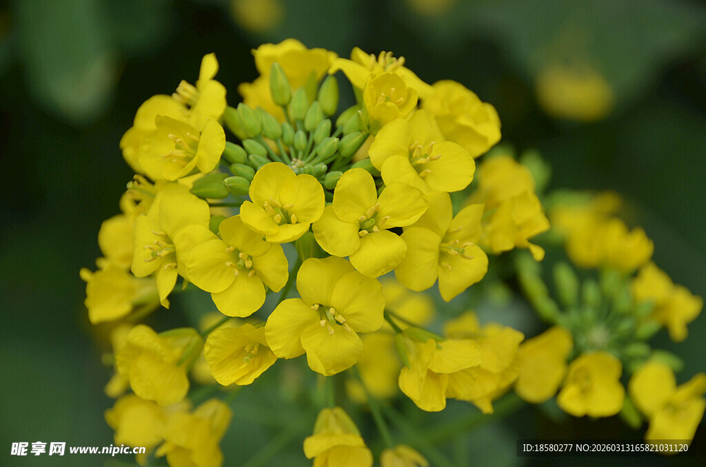 油菜花黄色小花绽放