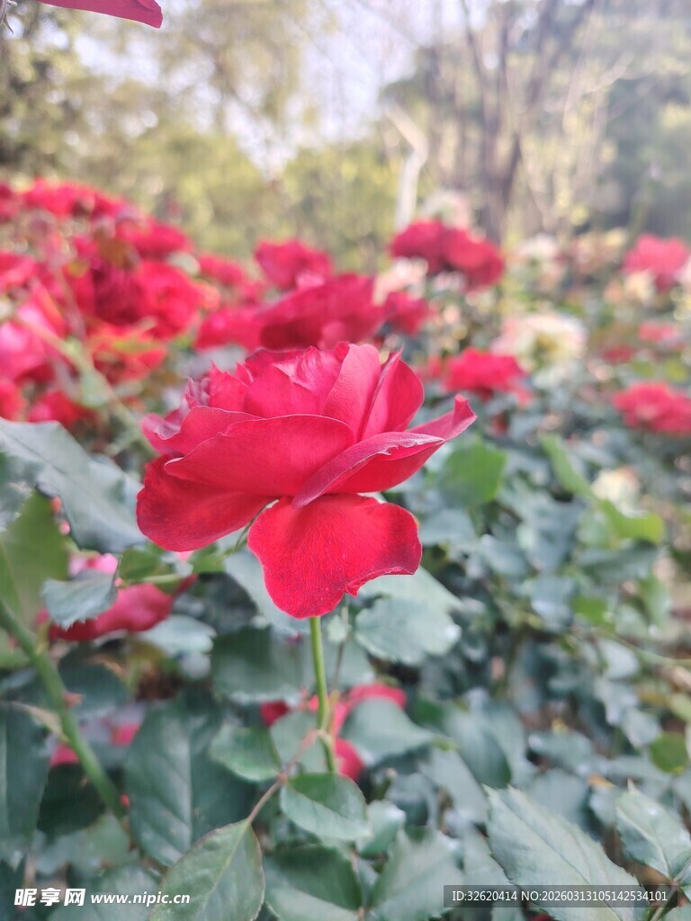 娇艳红玫瑰绽放于花丛