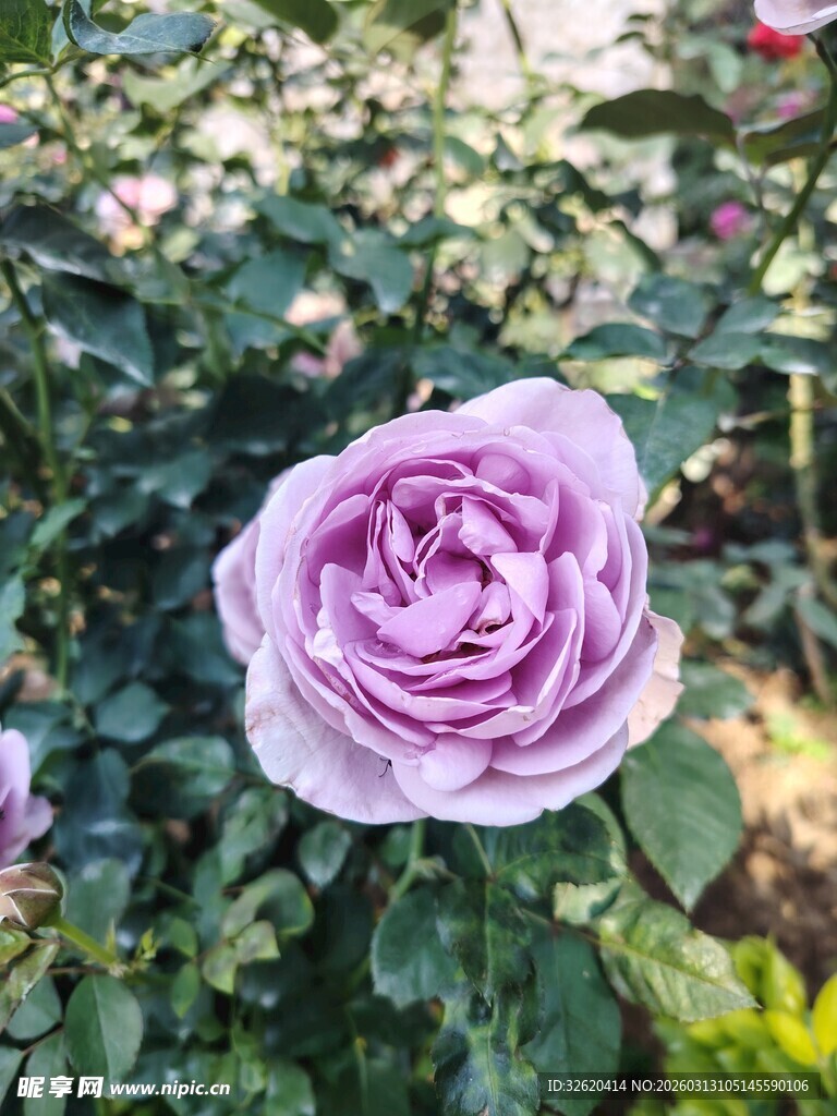 淡紫色玫瑰花