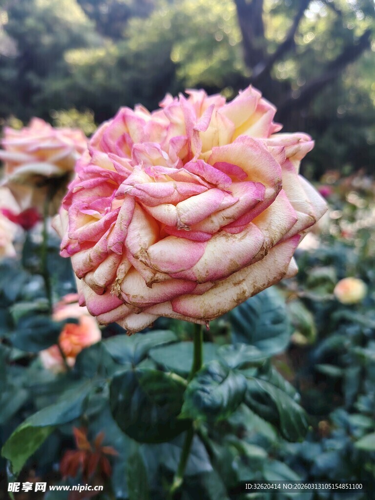 多彩娇艳的盛开玫瑰花