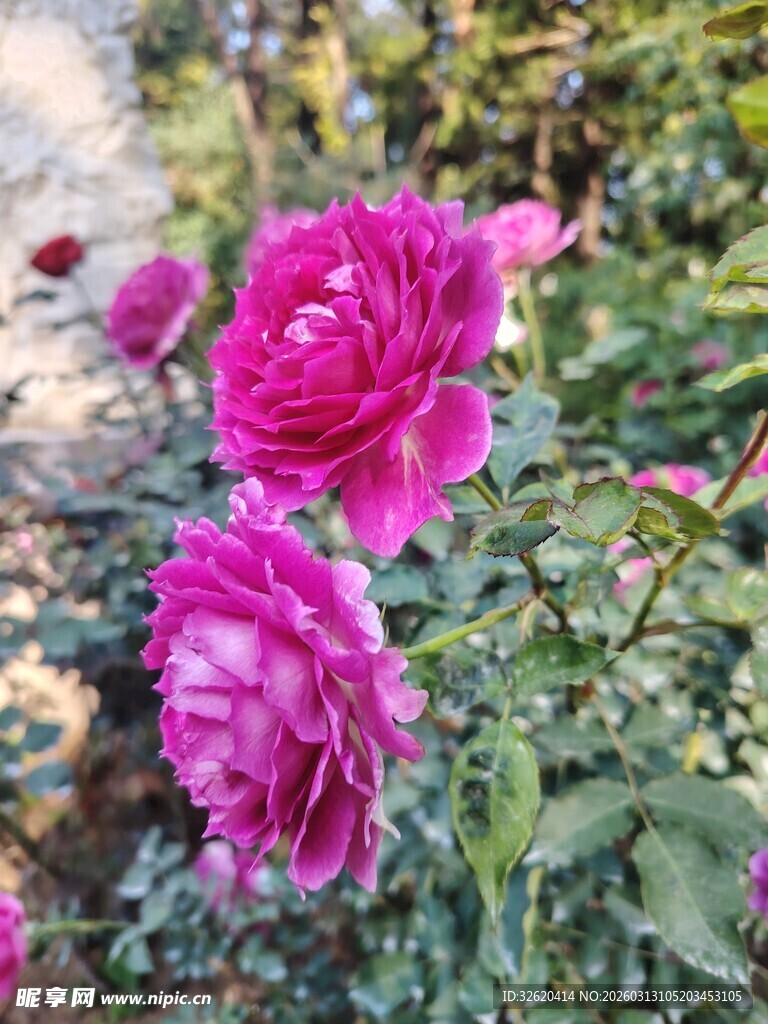 月季花