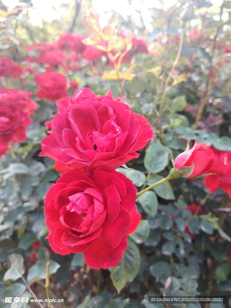 月季花