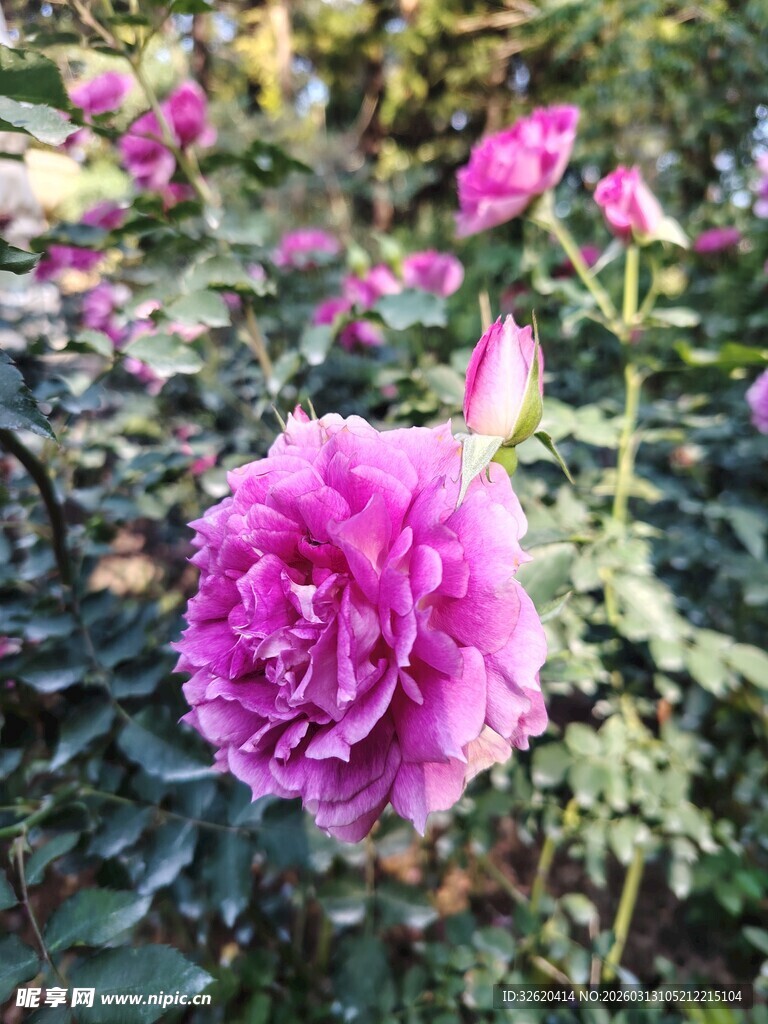 月季花