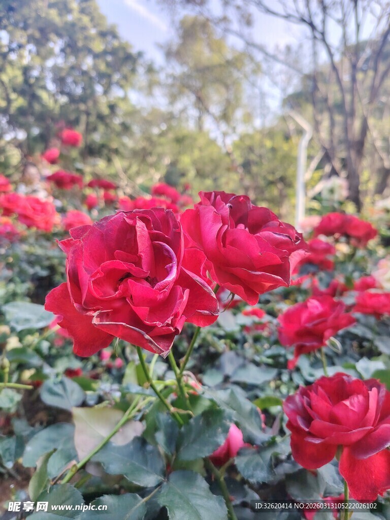 娇艳红玫瑰绽放于林间