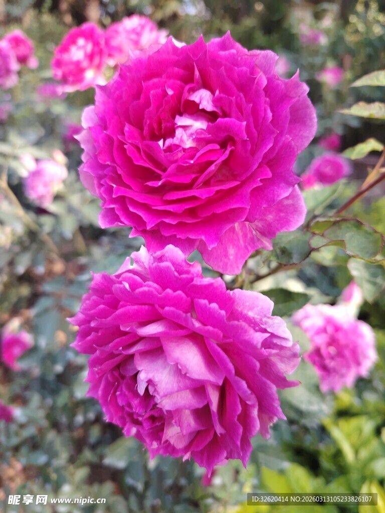 月季花