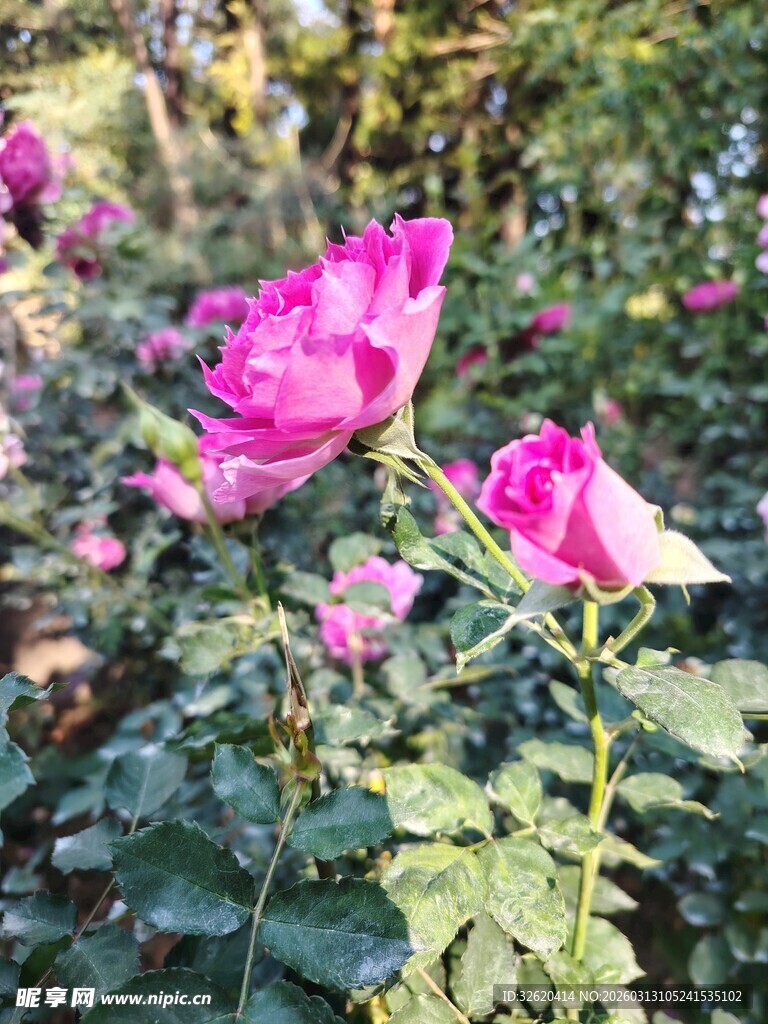 玫瑰花