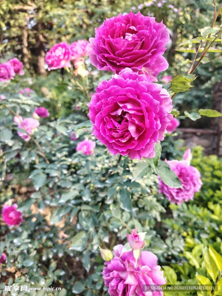 月季花
