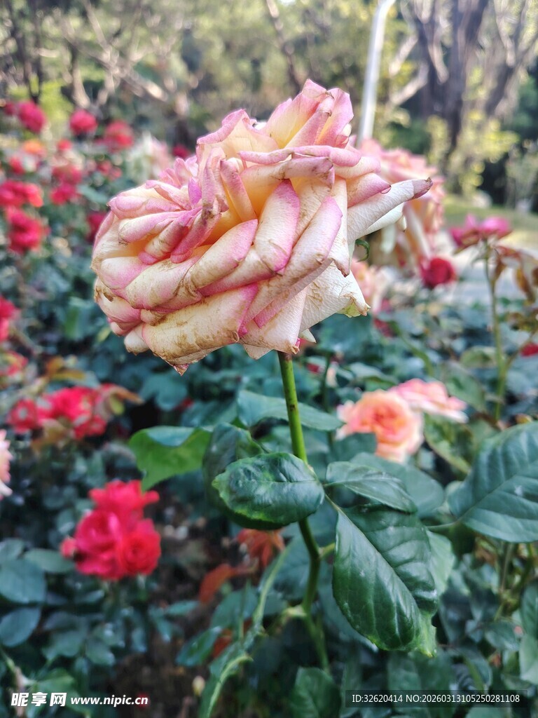 多彩玫瑰绽放花园