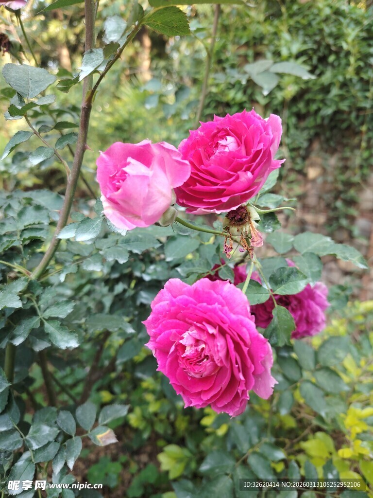 月季花