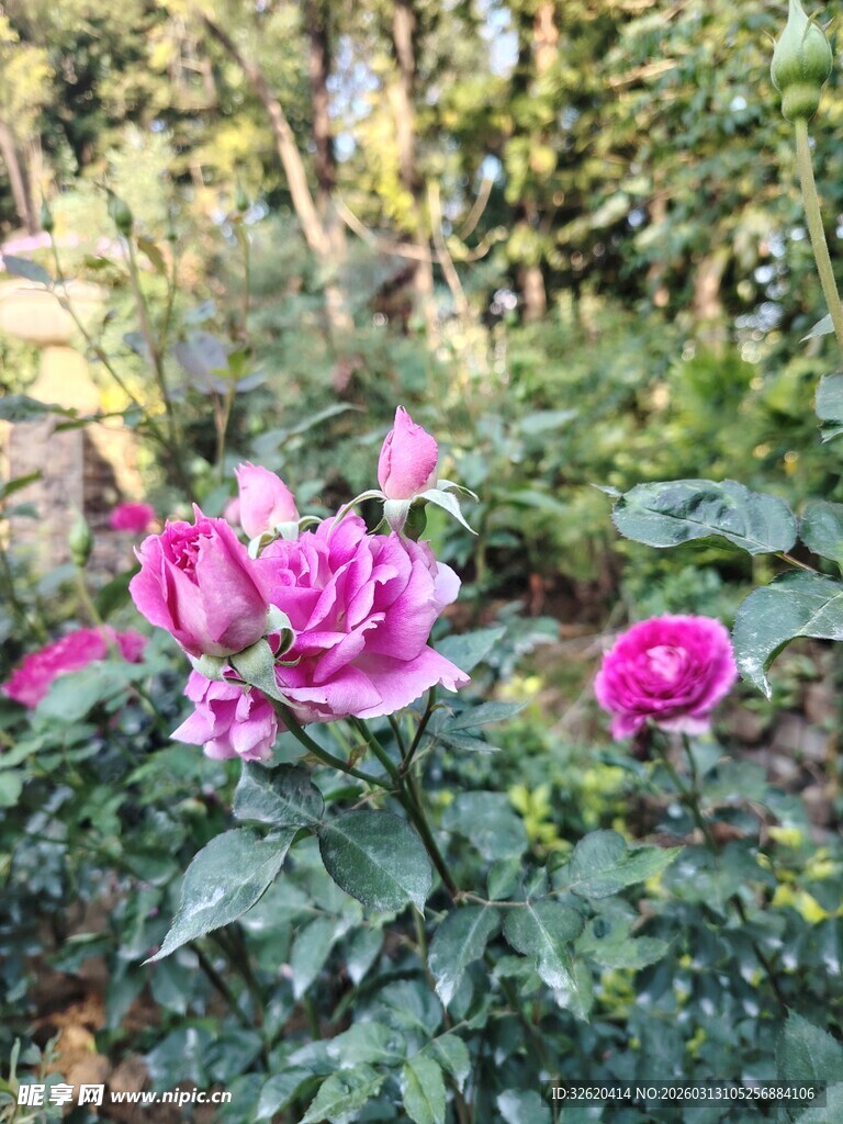 玫瑰花