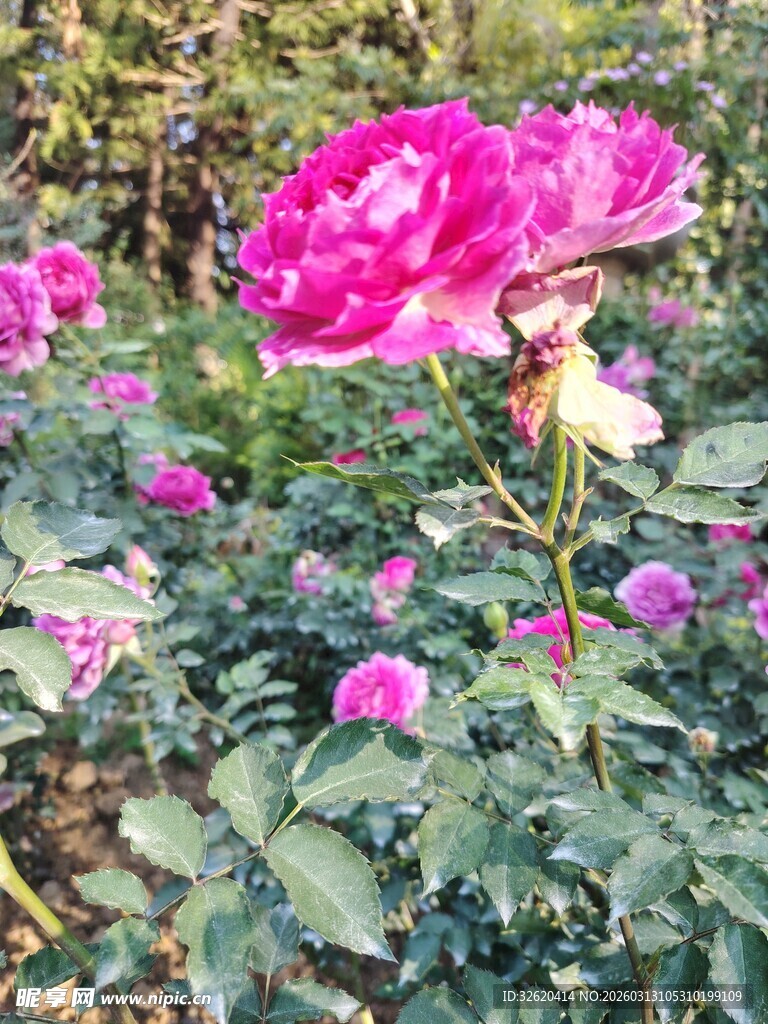 月季花