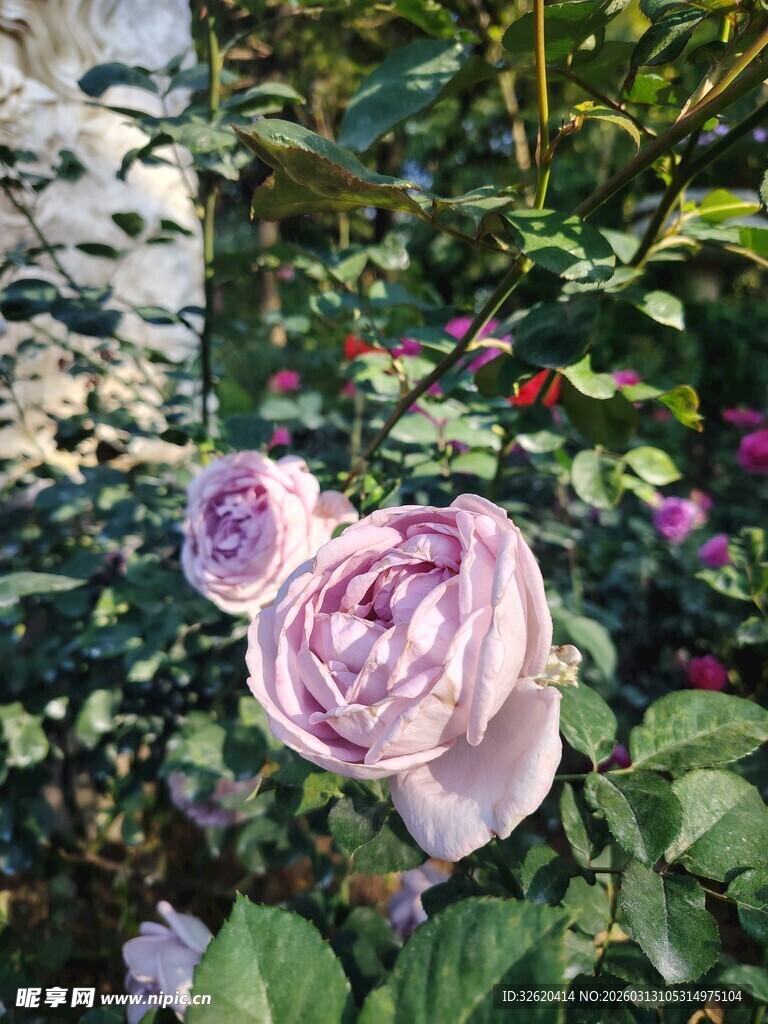 月季花