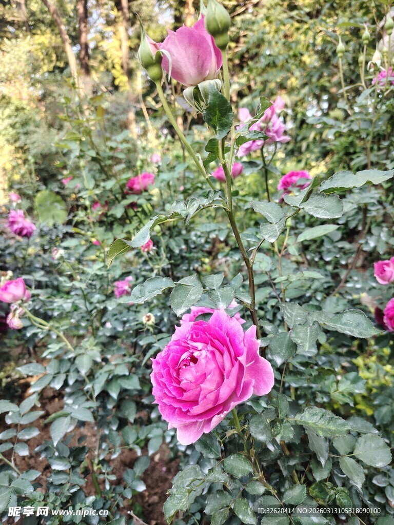 月季花