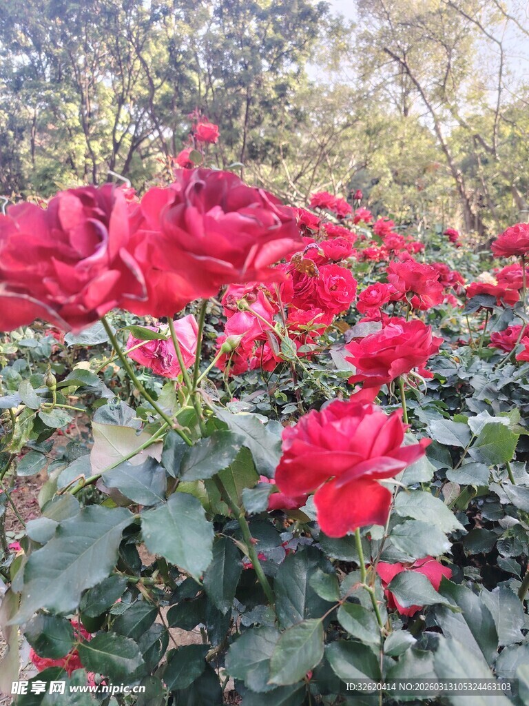 娇艳红玫瑰绽放于花丛