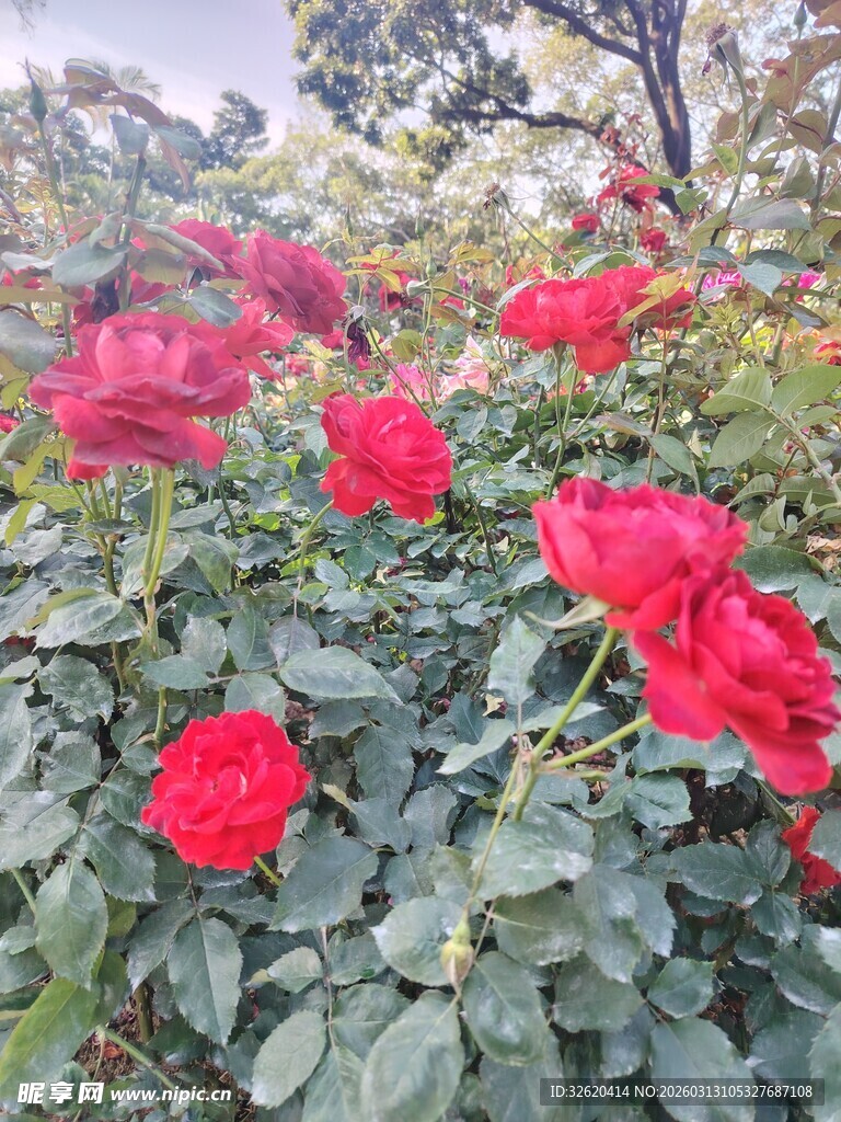 娇艳红玫瑰绽放花园