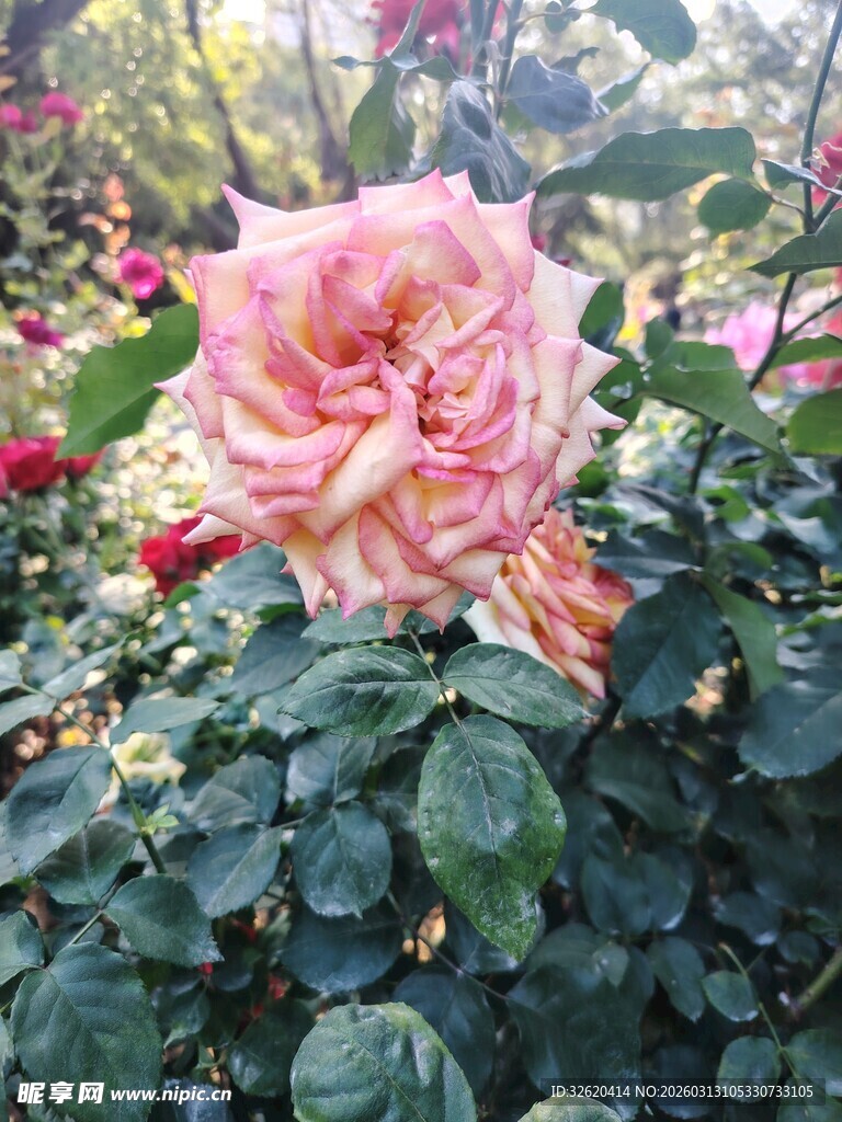 月季花