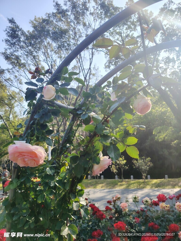 拱形花架上的娇艳繁花