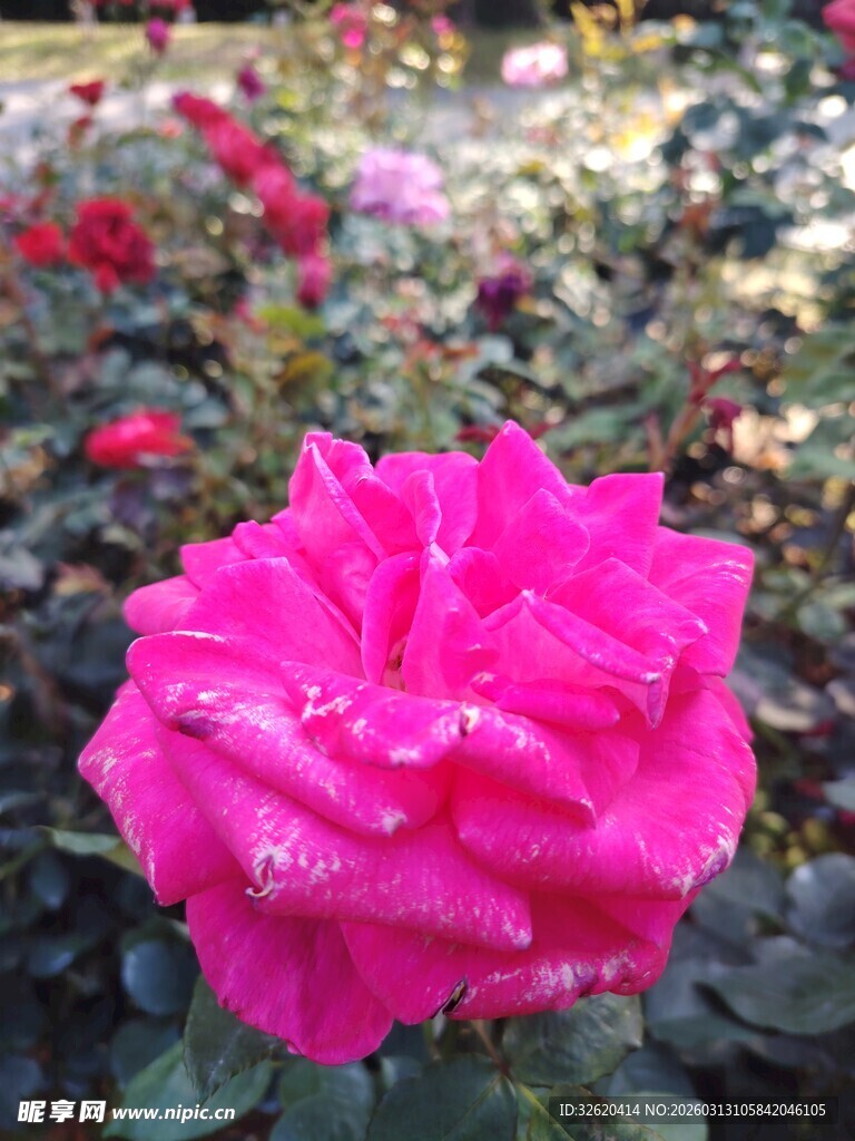 玫瑰花