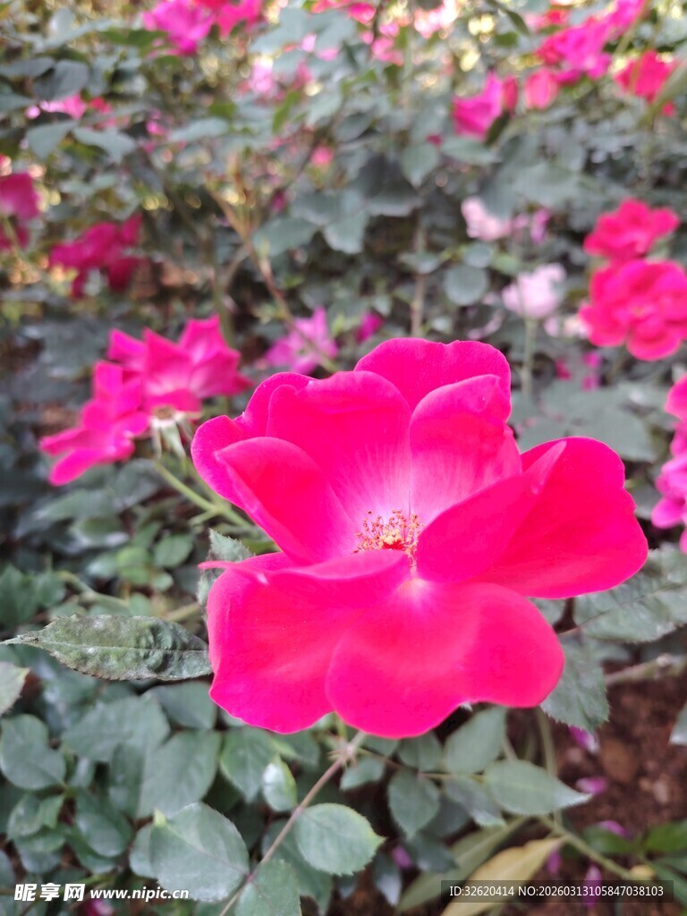 月季花