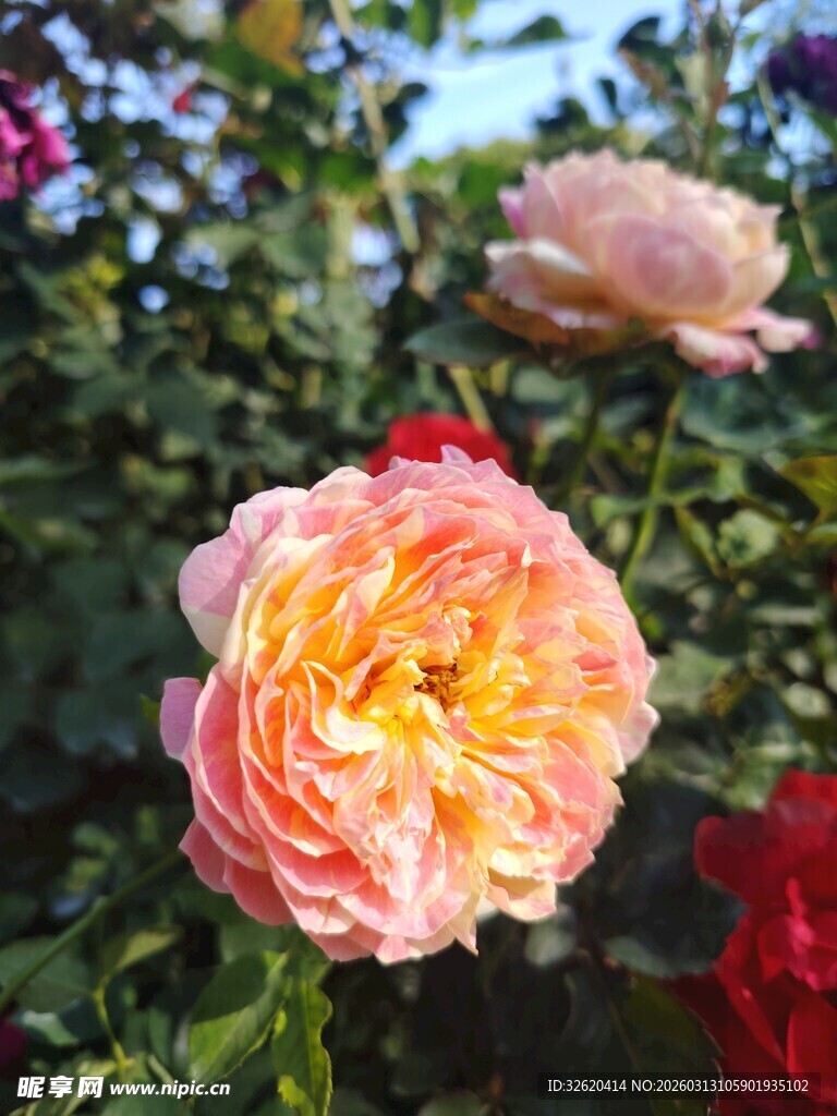 玫瑰花