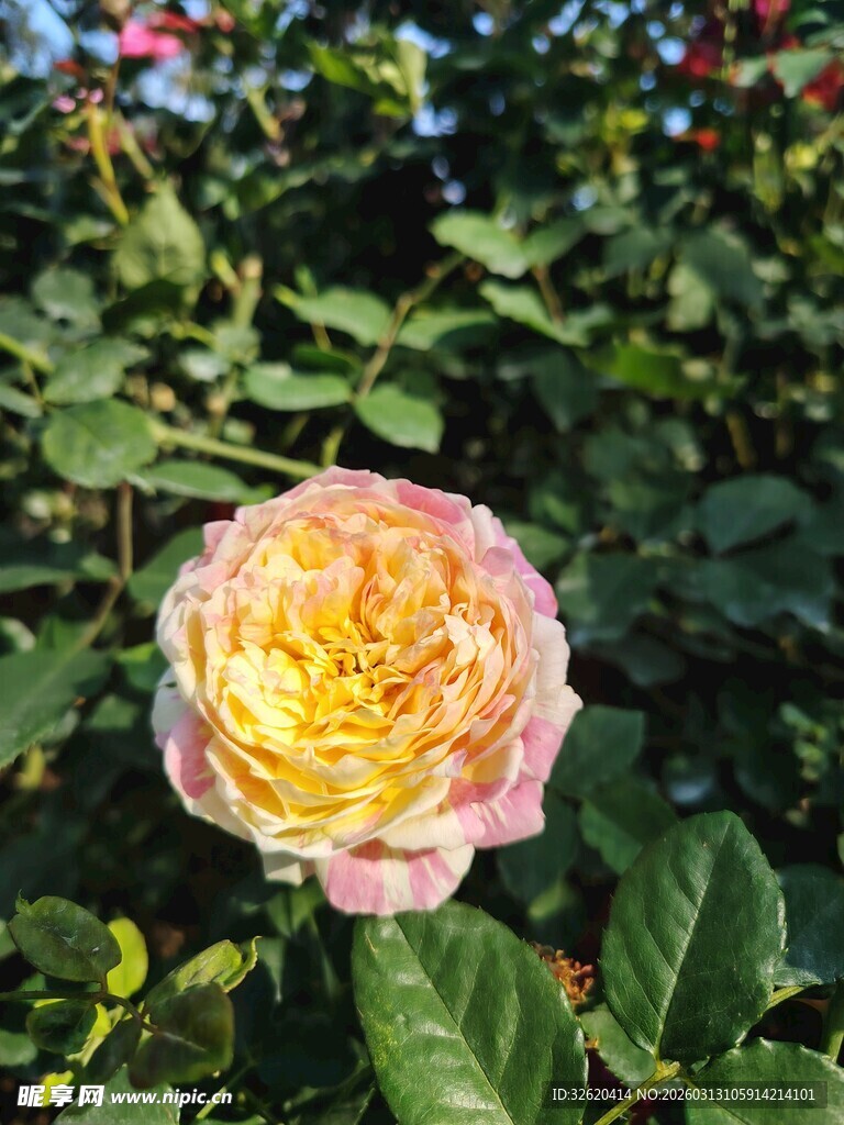 月季花
