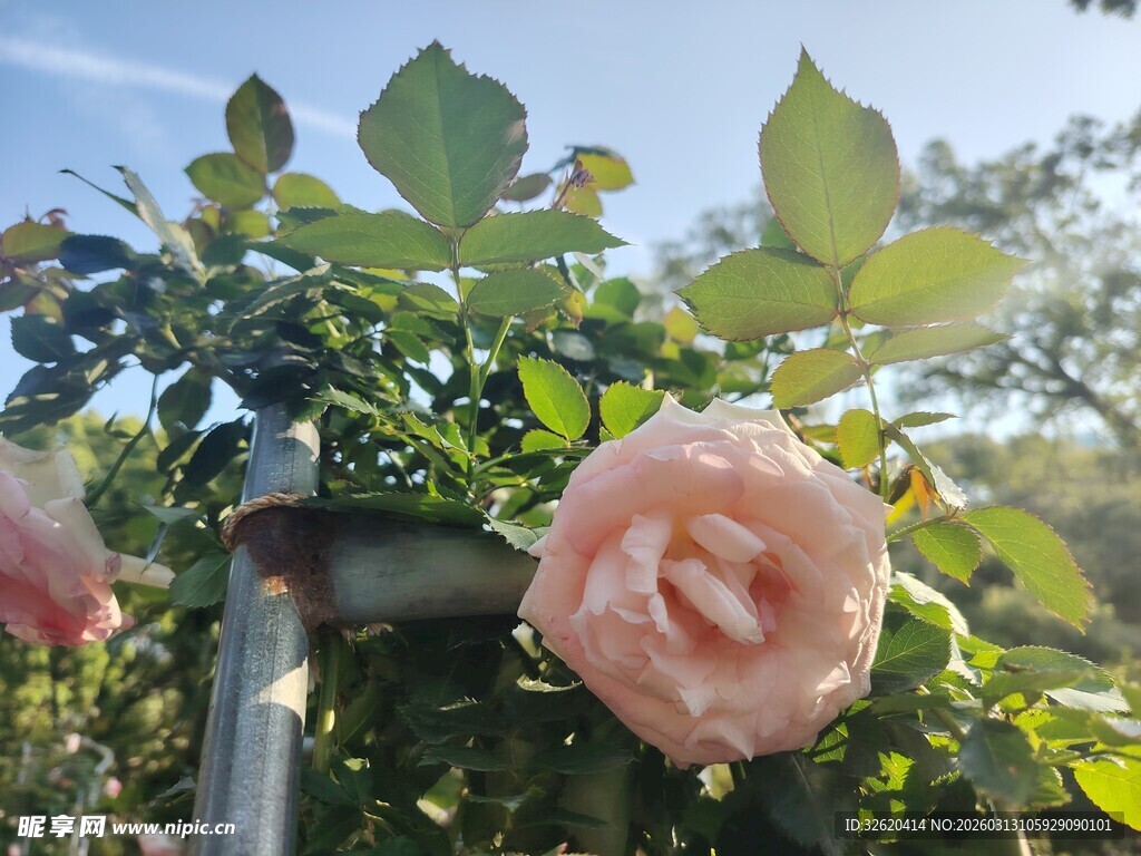 月季花