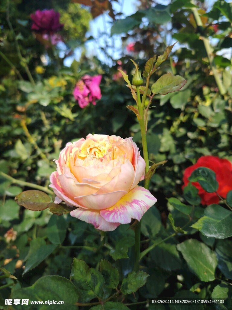 娇艳多彩玫瑰