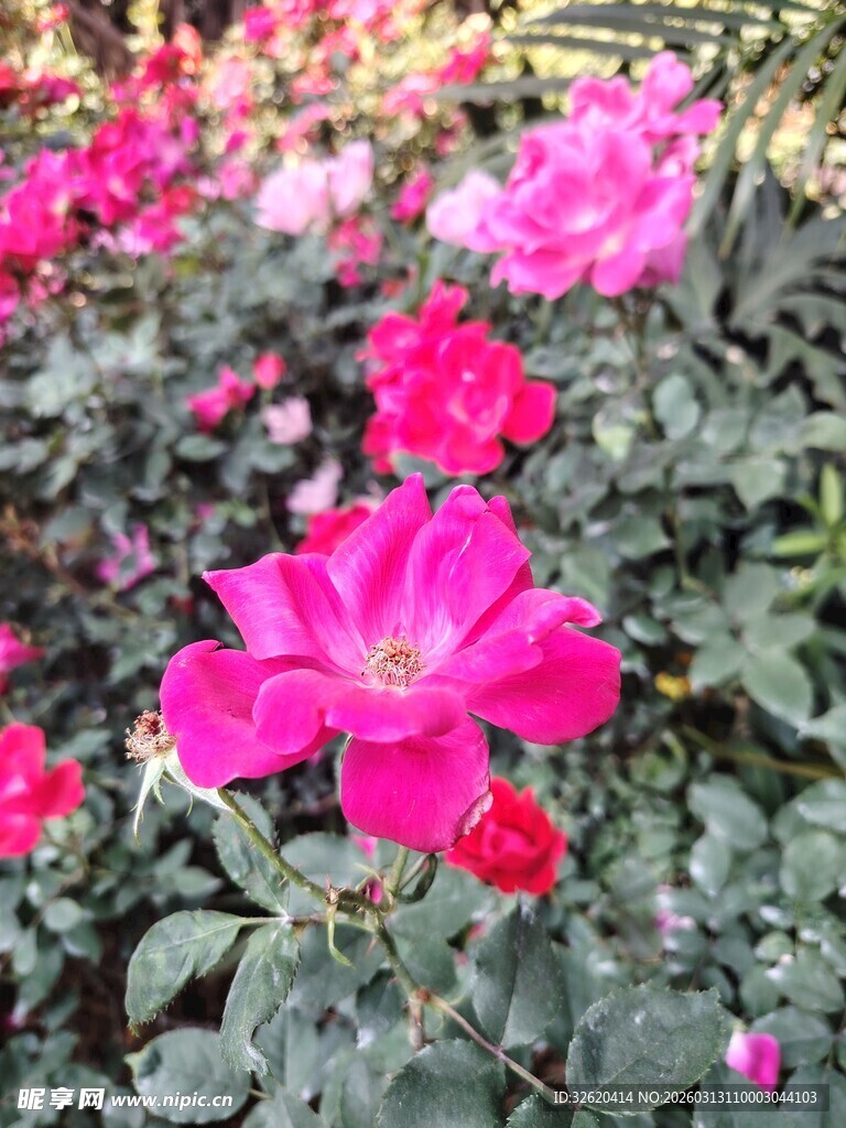 月季花