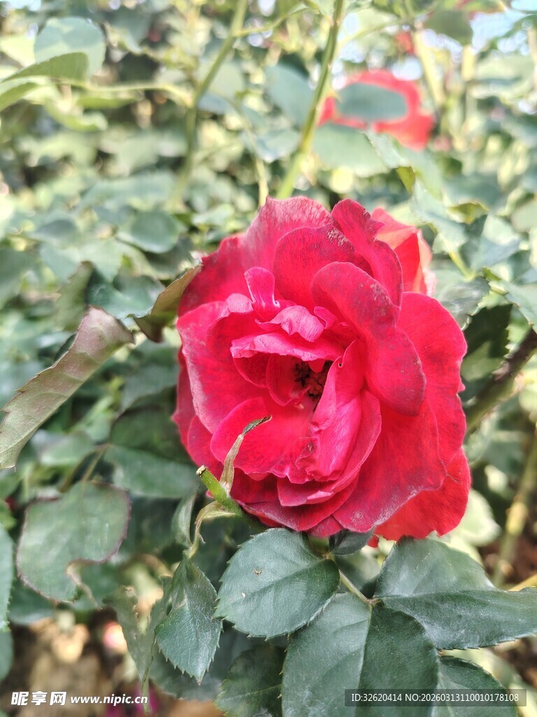娇艳红玫瑰绽放绿叶间