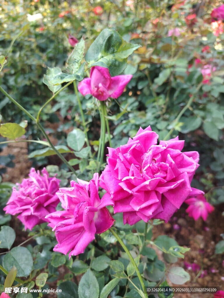 月季花