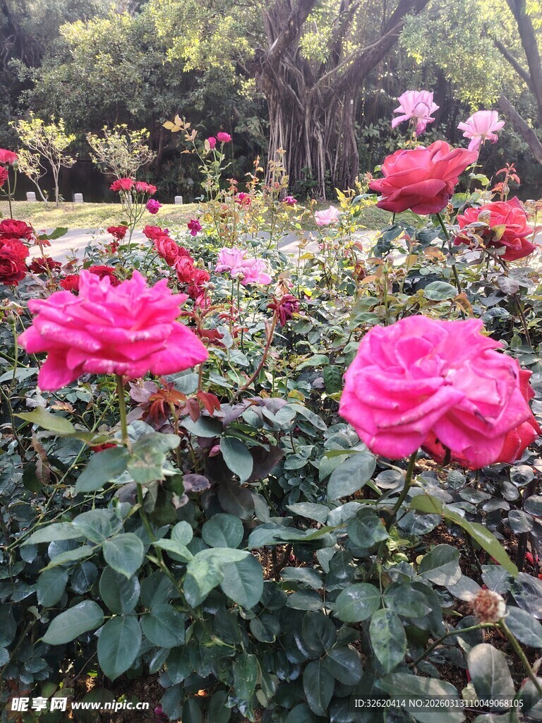 月季花