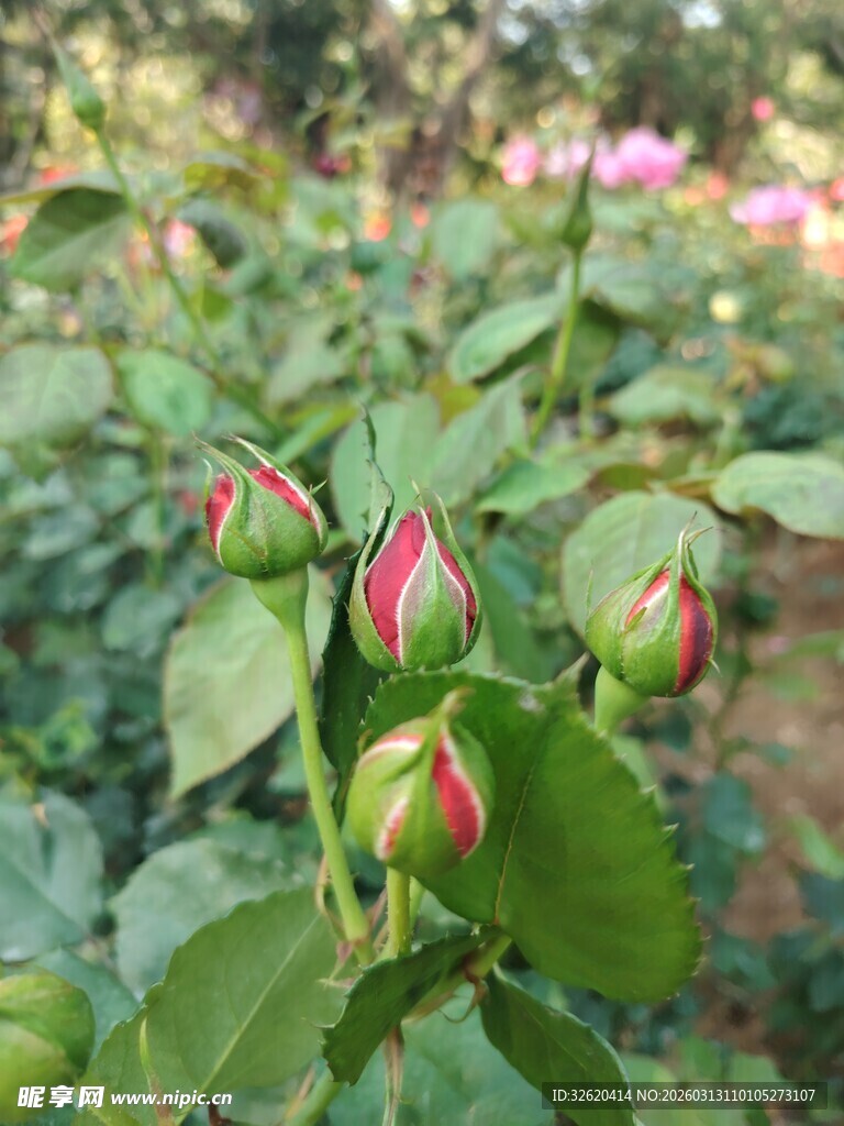 含苞待放的娇艳玫瑰花蕾
