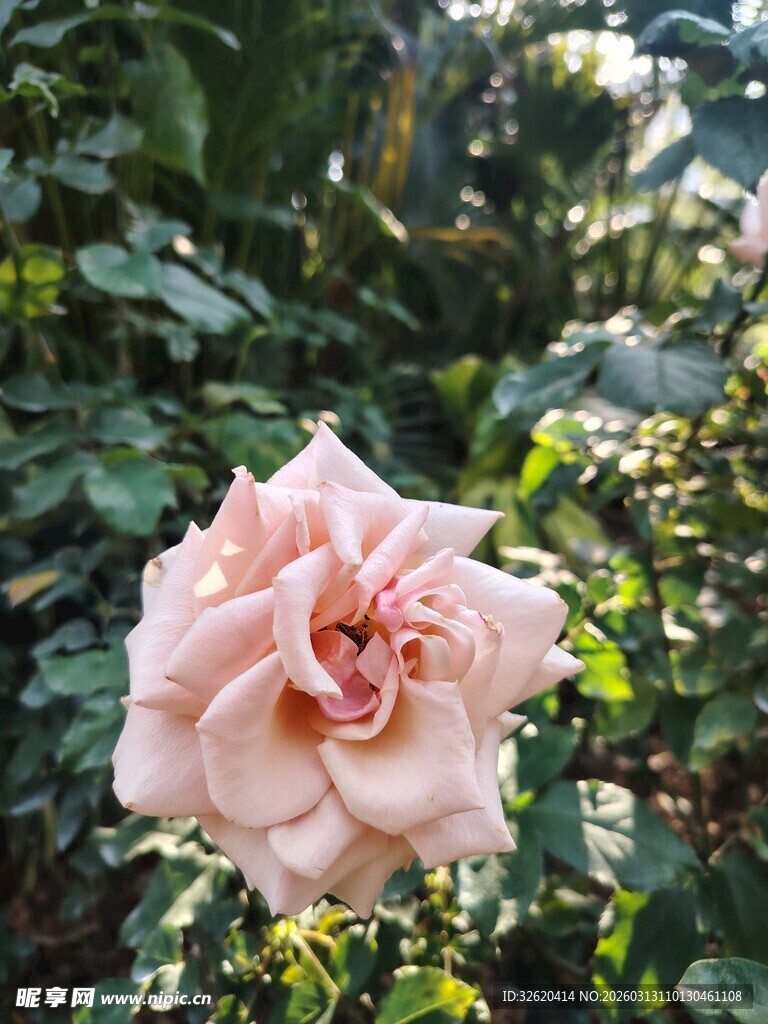 月季花