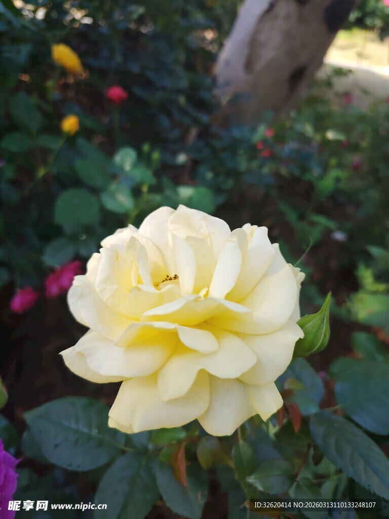 黄玫瑰