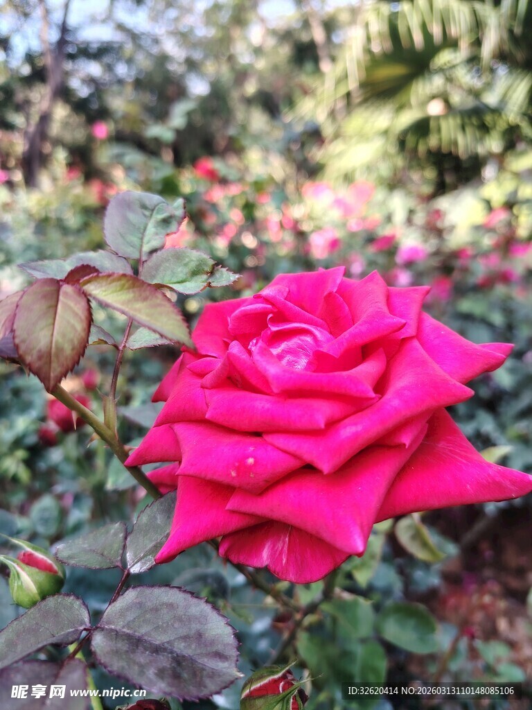 娇艳红玫瑰