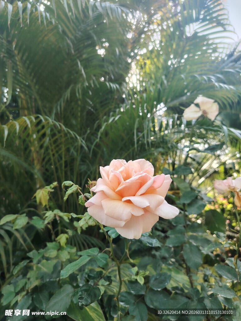 娇艳粉玫瑰