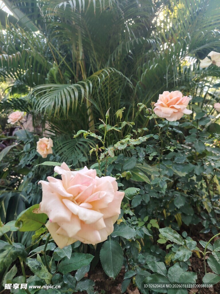 粉色玫瑰