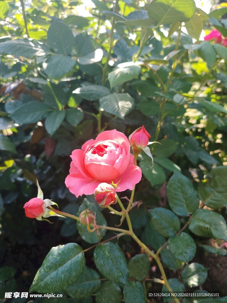 月季花