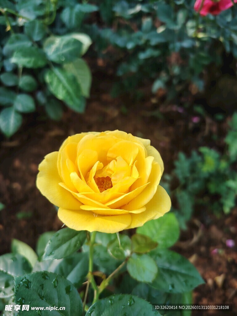 娇艳黄玫瑰