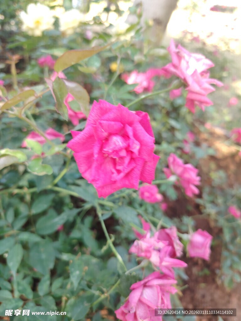 月季花