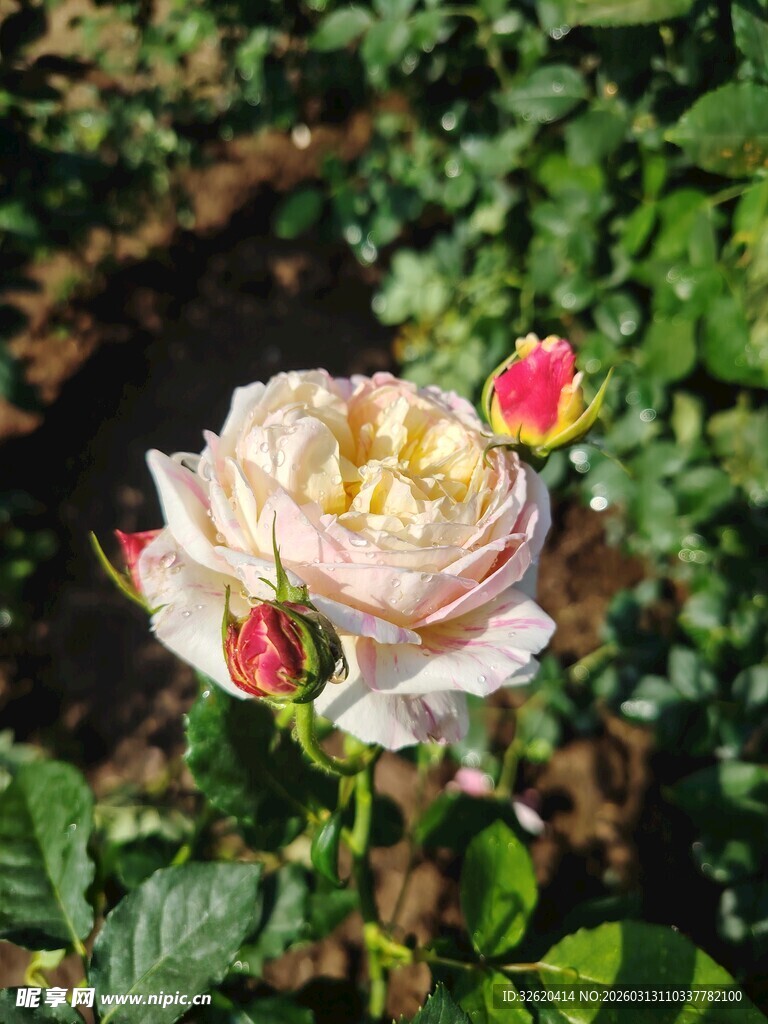 月季花