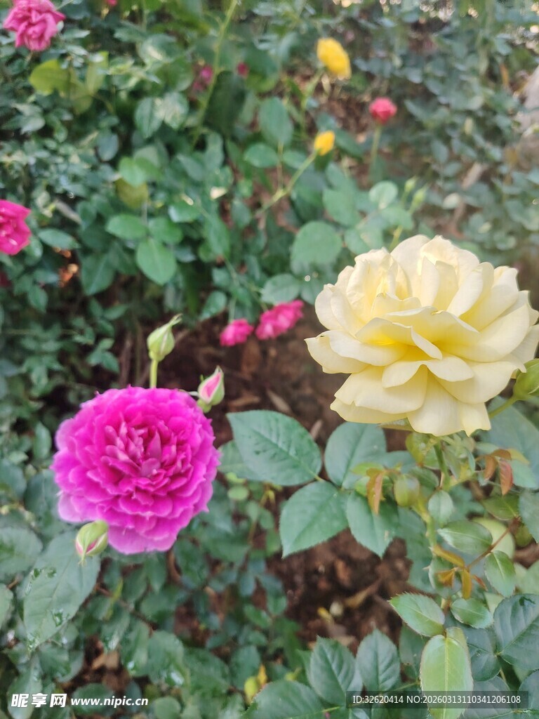 玫瑰花丛