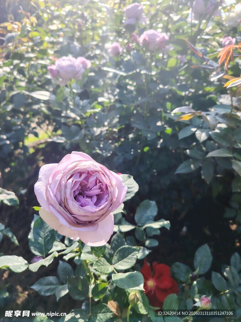 月季花