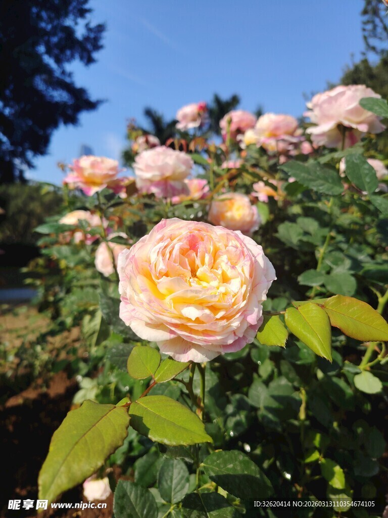 月季花