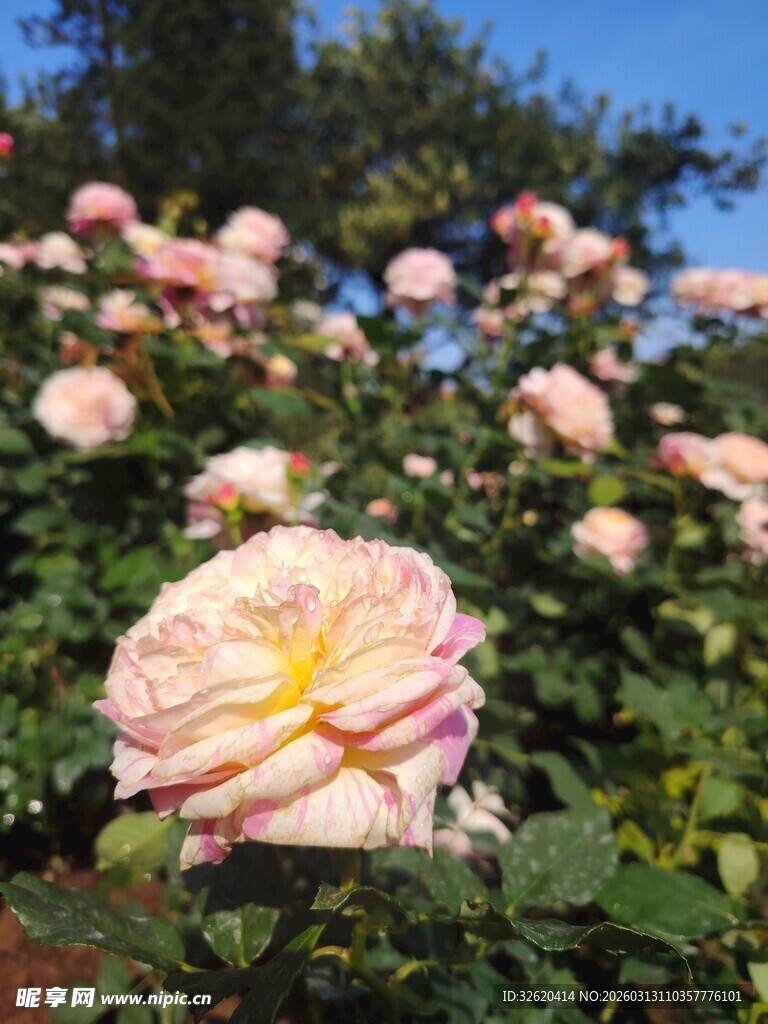 月季花